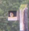 Kestrel