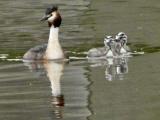 Great Crested Grebe