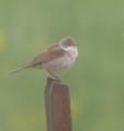 Whitethroat