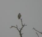 Corn Bunting