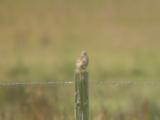 Mistle Thrush