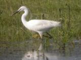 Little Egret