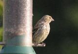 Siskin