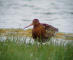 Black-tailed Godwit