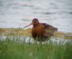 Black-tailed Godwit