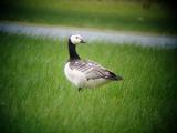 Barnacle Goose
