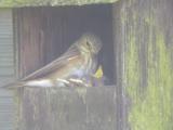 Spotted Flycatcher