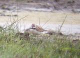 Little Plover