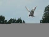 Common Tern