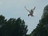 Common Tern