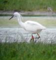 Little Egret