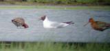 Black-tailed Godwit