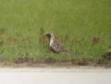 Grey Plover