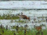 Black-tailed Godwit