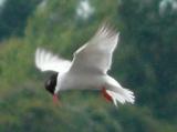 Common Tern