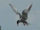 Common Tern