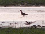 Black-tailed Godwit