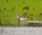 Greenshank