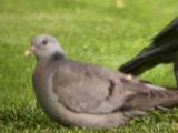 Stock Dove