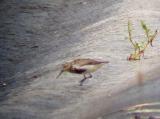Dunlin
