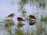 Dunlin