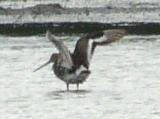 Black-tailed Godwit