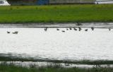 Black-tailed Godwit