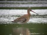 Black-tailed Godwit