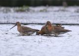 Black-tailed Godwit