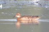 Garganey