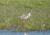 Greenshank