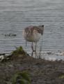 Greenshank