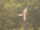 Kestrel