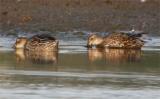 Garganey