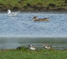 Shoveler