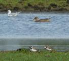 Shoveler