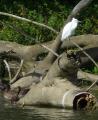 Little Egret