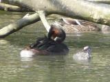 Great Crested Grebe