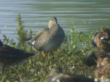 Gadwall