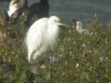 Little Egret