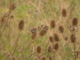 Goldfinch