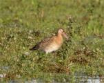 Black-tailed Godwit