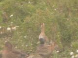 Black-tailed Godwit