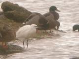 Little Egret