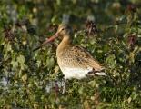 Black-tailed Godwit