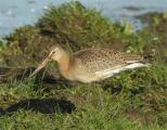 Black-tailed Godwit