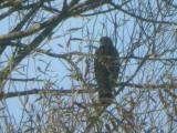Buzzard