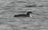 Great Northern Diver