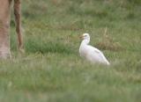 Cattle Egret