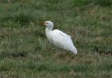 Cattle Egret